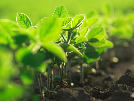 Agriculture 