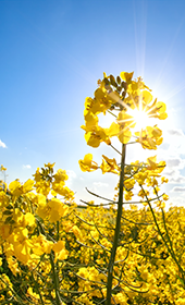 Partnering to Develop Sustainable Farming Solutions
